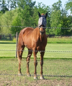 haflinger haflingers dressage ahr dorset dorsets sheep lamb lambs chickens plymouth rock rocks columbian barred silver penciled honeybees honey bees nucs german shepherds border collies michigan akc abca lesperance glaurung mi ohio oh